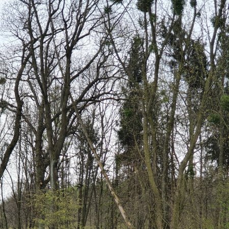 Usuwanie pochylonego drzewa - 5 maja 2021

