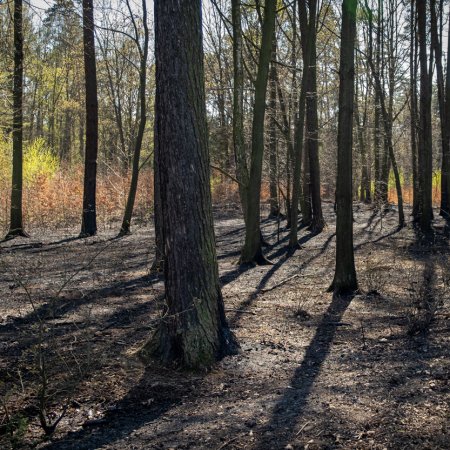 Pożar lasu - 21 kwietnia 2020
