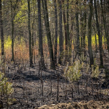 Pożar lasu - 21 kwietnia 2020
