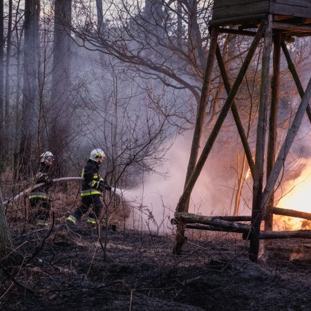 Pożar lasu w Palowicach
