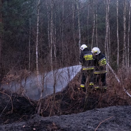 Pożar lasu w Palowicach