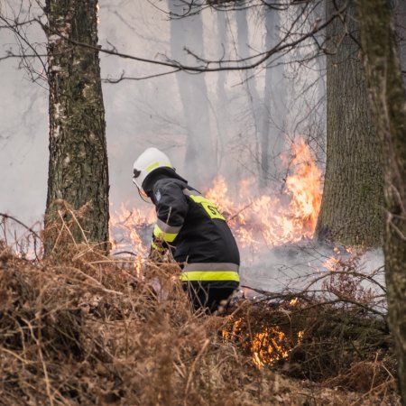 Pożar młodnika w Palowicach