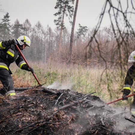 Pożar młodnika w Palowicach