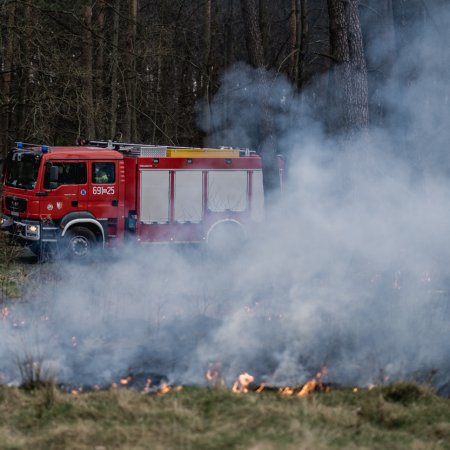Pożar poszycia leśnego w Palowicach